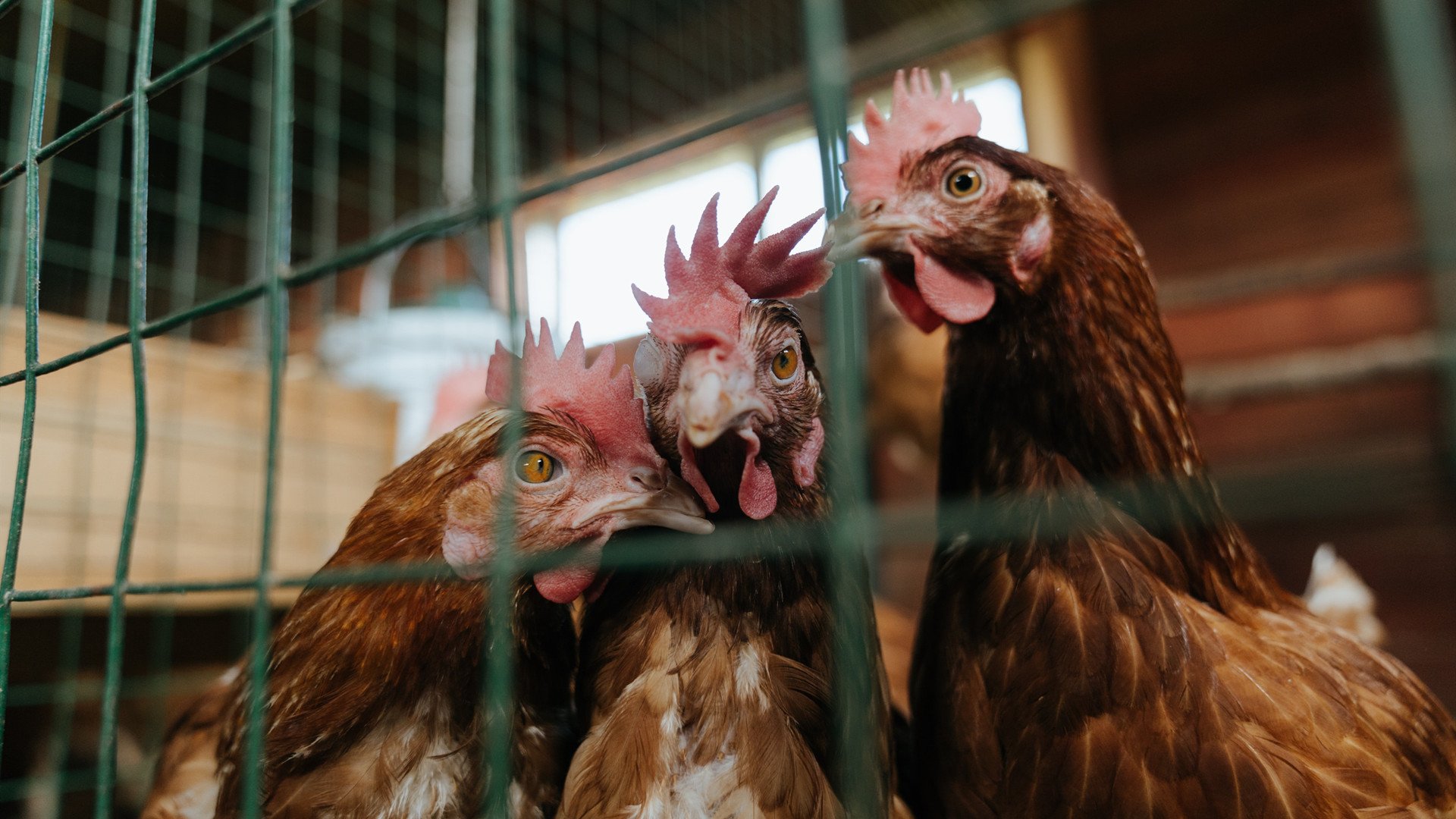 随机意甲激烈较量，球员专访揭秘场上战术调整的细节与心态变化，意甲争4