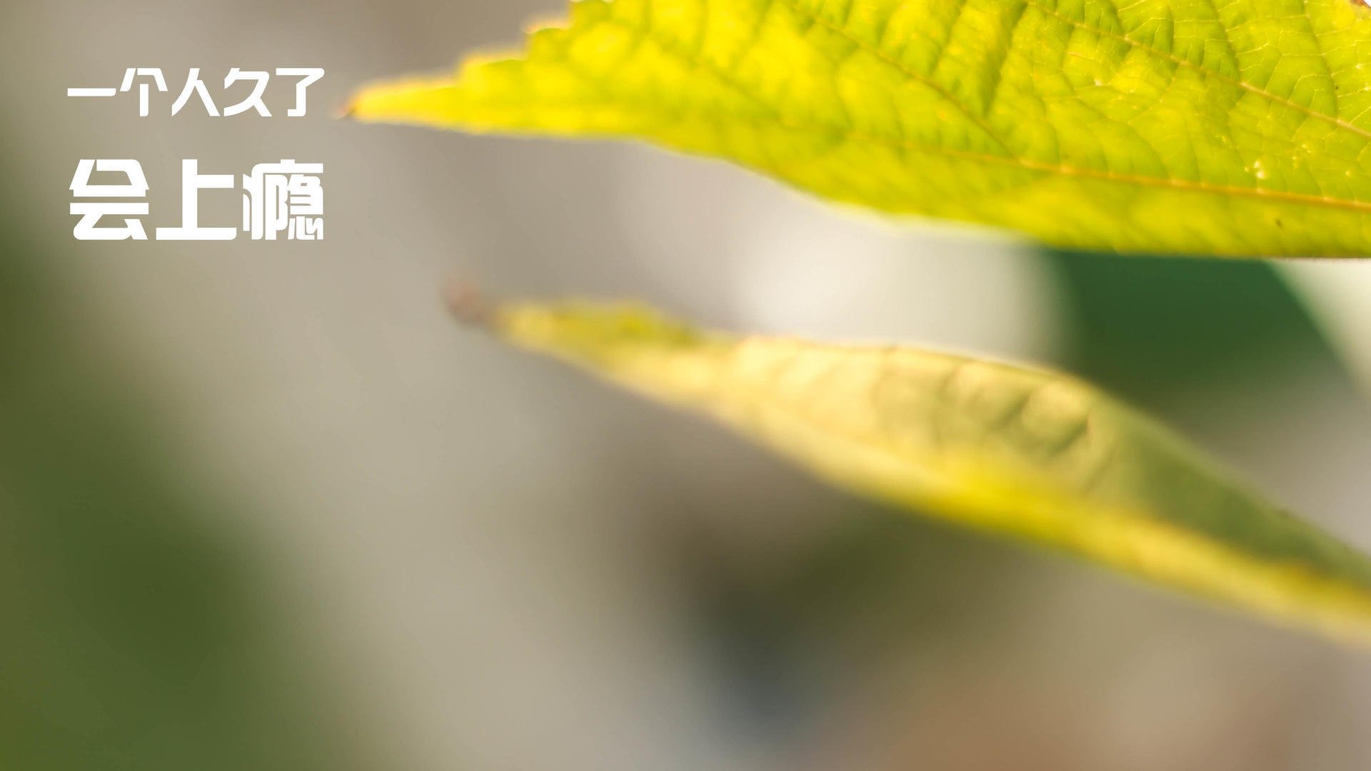 随机AC米兰近期连续取得胜利稳居榜首，ac米兰成绩