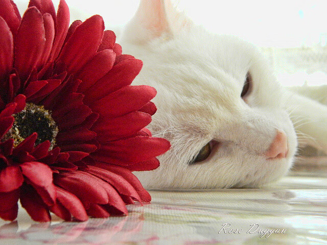 随机中超联赛裁判执法水平稳步提升，中超联赛裁判员安排