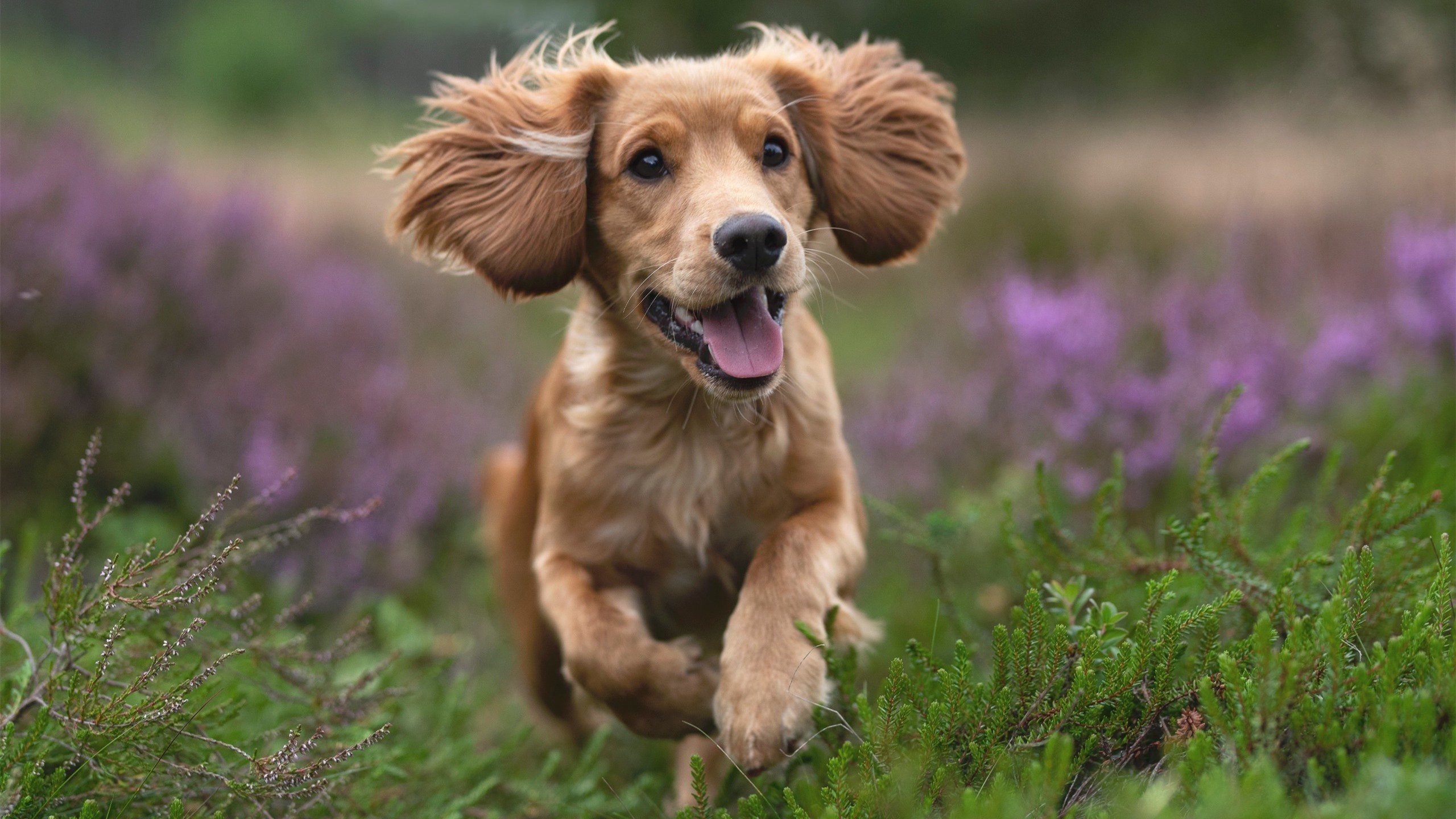 随机太阳队新战术惊艳球迷 命中率大涨，太阳队球员得分