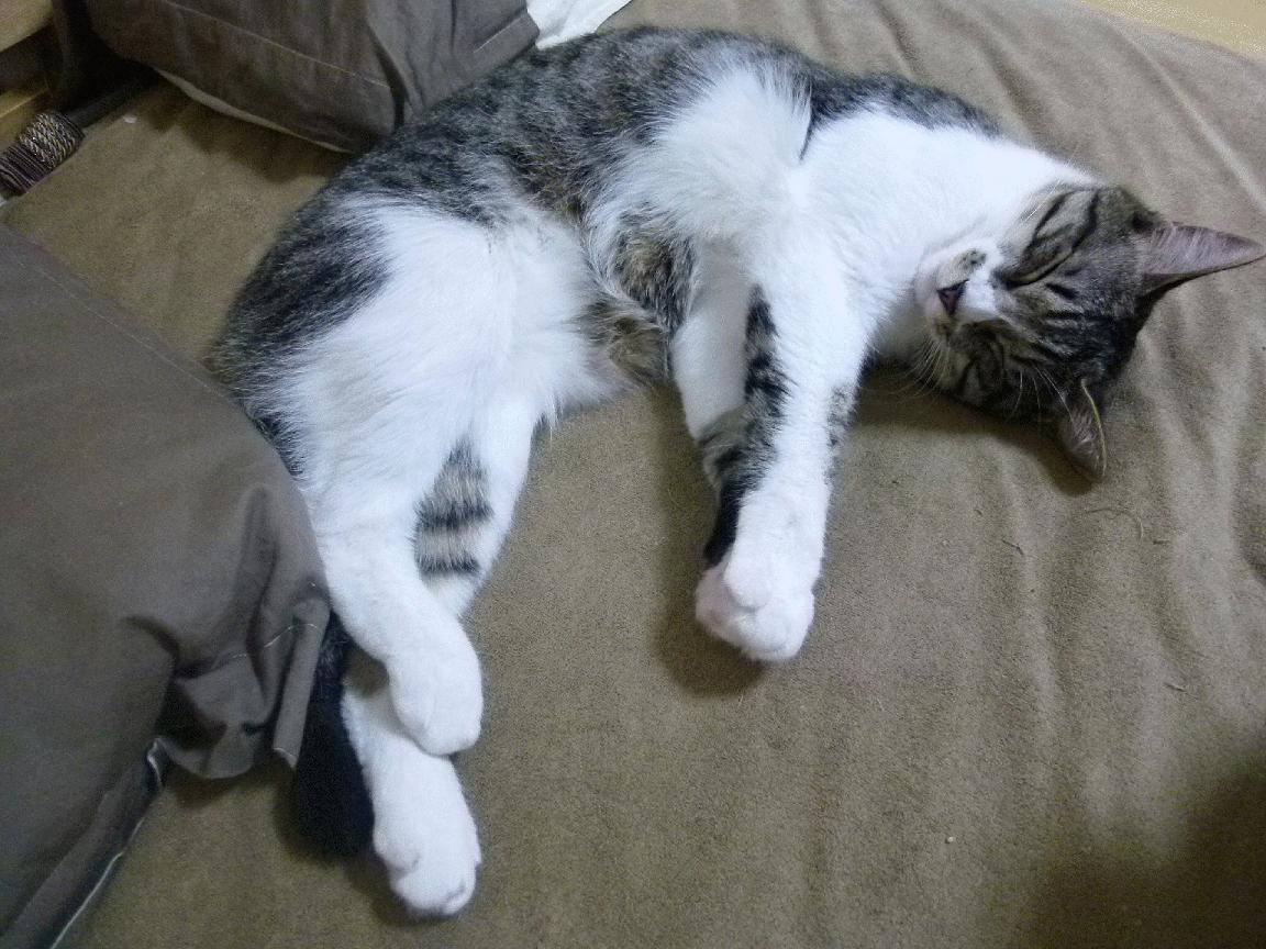 随机广岛三箭面对强敌，团结一心向前冲，广岛三箭vs东京