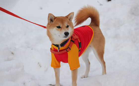 Kaiyun APP-中甲联赛鼓励本地青训球员一线队出场锻炼，中甲一线队球员工资