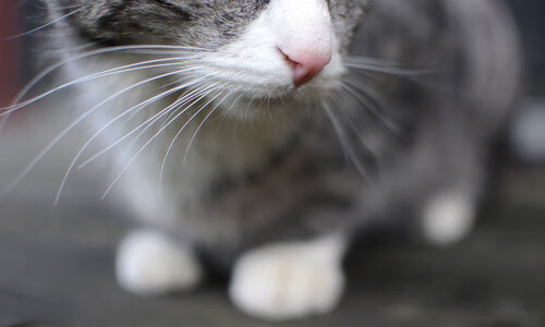 开云官网登录-塞尔·拉恩：他是全黑队进攻的关键，突破速度超乎想象，拉塞尔的队友有多强