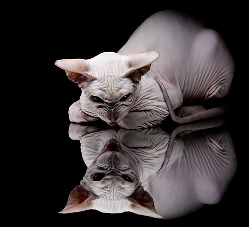 开云-托里·哈斯克女子100米自由泳决赛精彩亮相