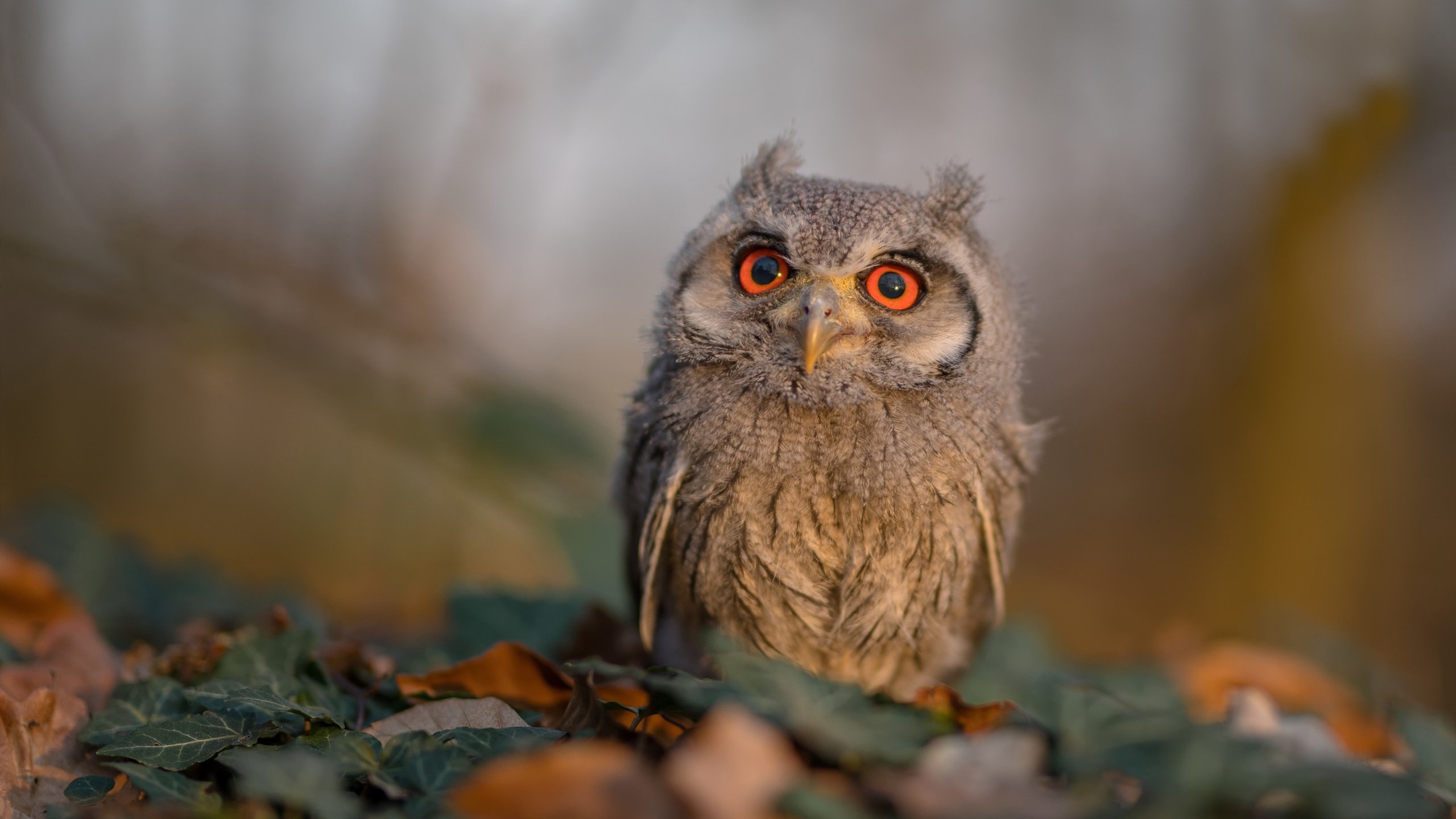 KAIYUN 中国大陆-空翻与转体组合动作难度增加，空翻与转体组合动作难度增加多少