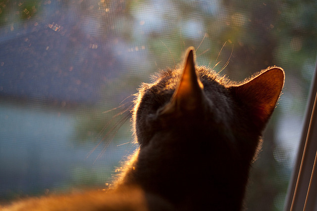 自由泳接力南非男队逆袭夺胜,男子自由泳决赛